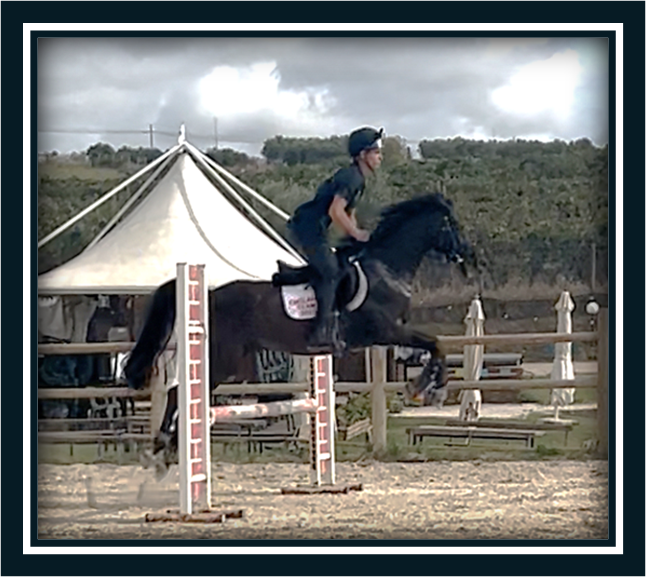 Hongre Poney de Selle Anglais A vendre 2018 Bai brun par GREENGAGE  FOOL