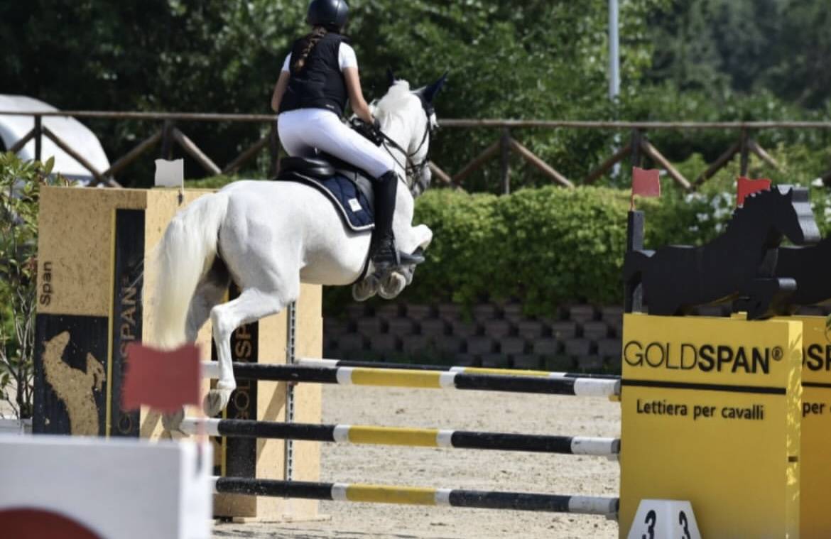 Jument Connemara A vendre 2011 Gris par VA TOUT DU RUERE