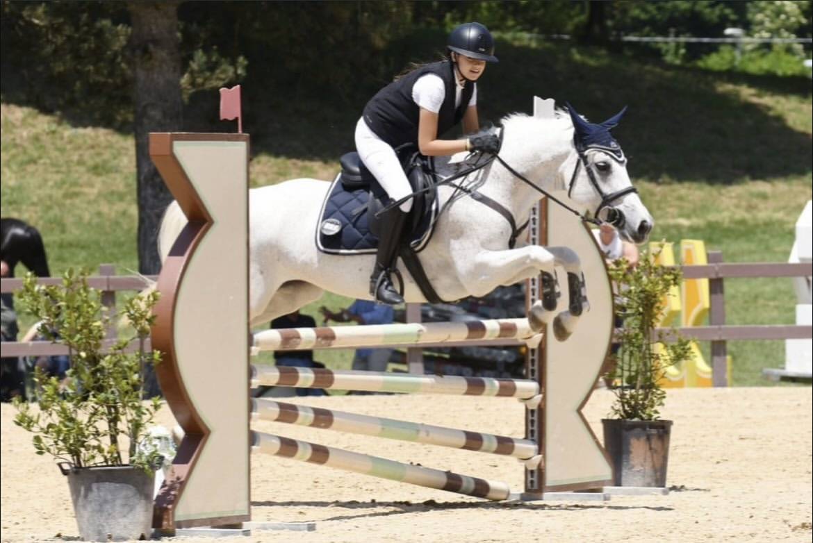 Jument Connemara A vendre 2011 Gris par VA TOUT DU RUERE