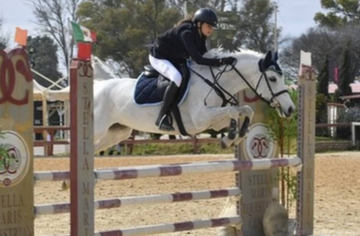 Jument Connemara A vendre 2011 Gris par VA TOUT DU RUERE