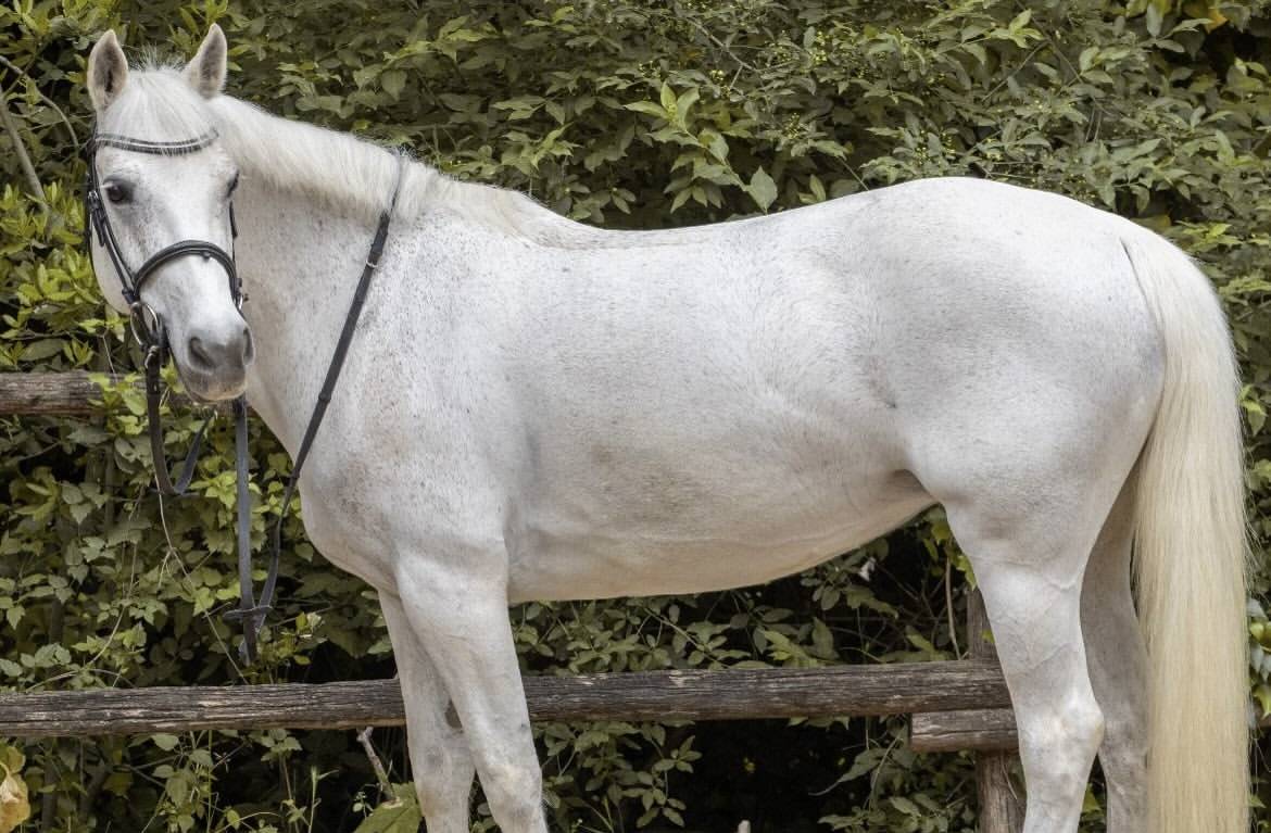 Jument Connemara A vendre 2011 Gris par VA TOUT DU RUERE