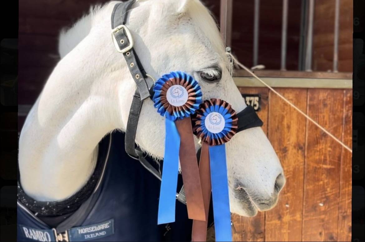 Jument Connemara A vendre 2011 Gris par VA TOUT DU RUERE