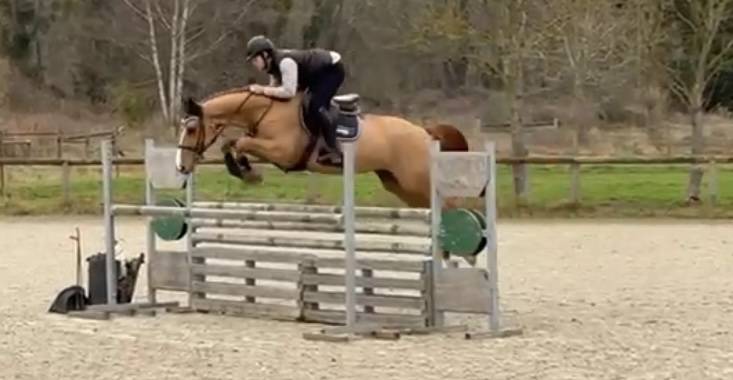 Jument d&rsquo;avenir pour sauter 135cm et +