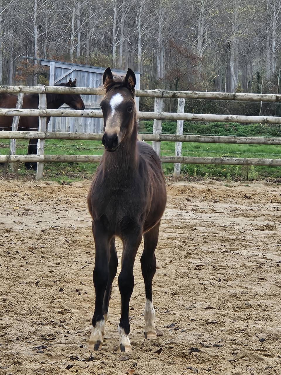 Ponette D perlino avec son poulain isabelle New forest 
