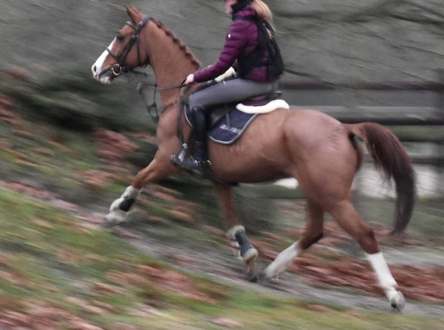 Chic petit cheval professeur 