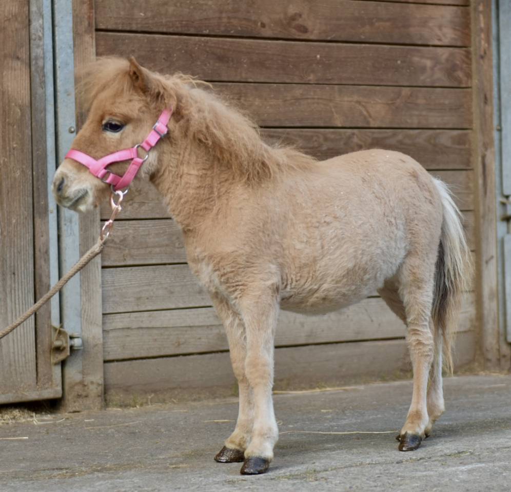 MINI HORSE 