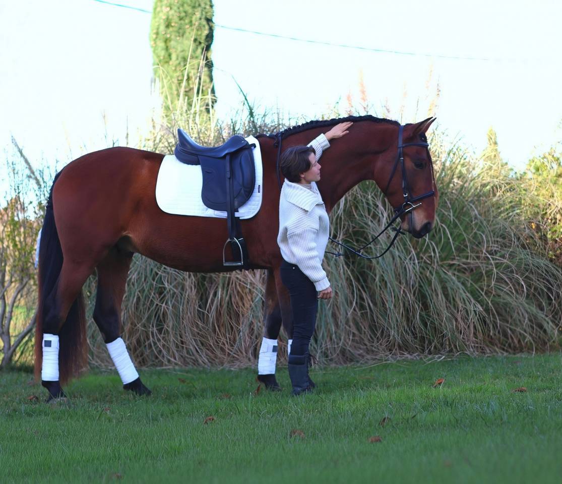 Cobalt ▫️Pure Race Espagnole 