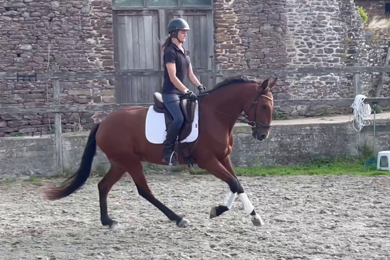 Cheval Lusitanien PP 6 ans