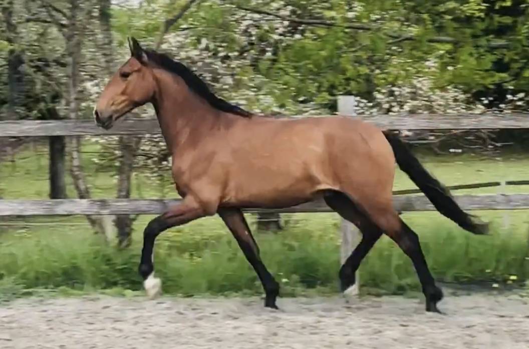 Cheval Lusitanien PP 6 ans