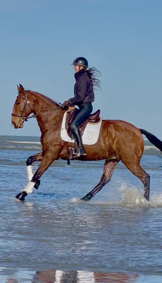 Cheval Lusitanien PP 6 ans