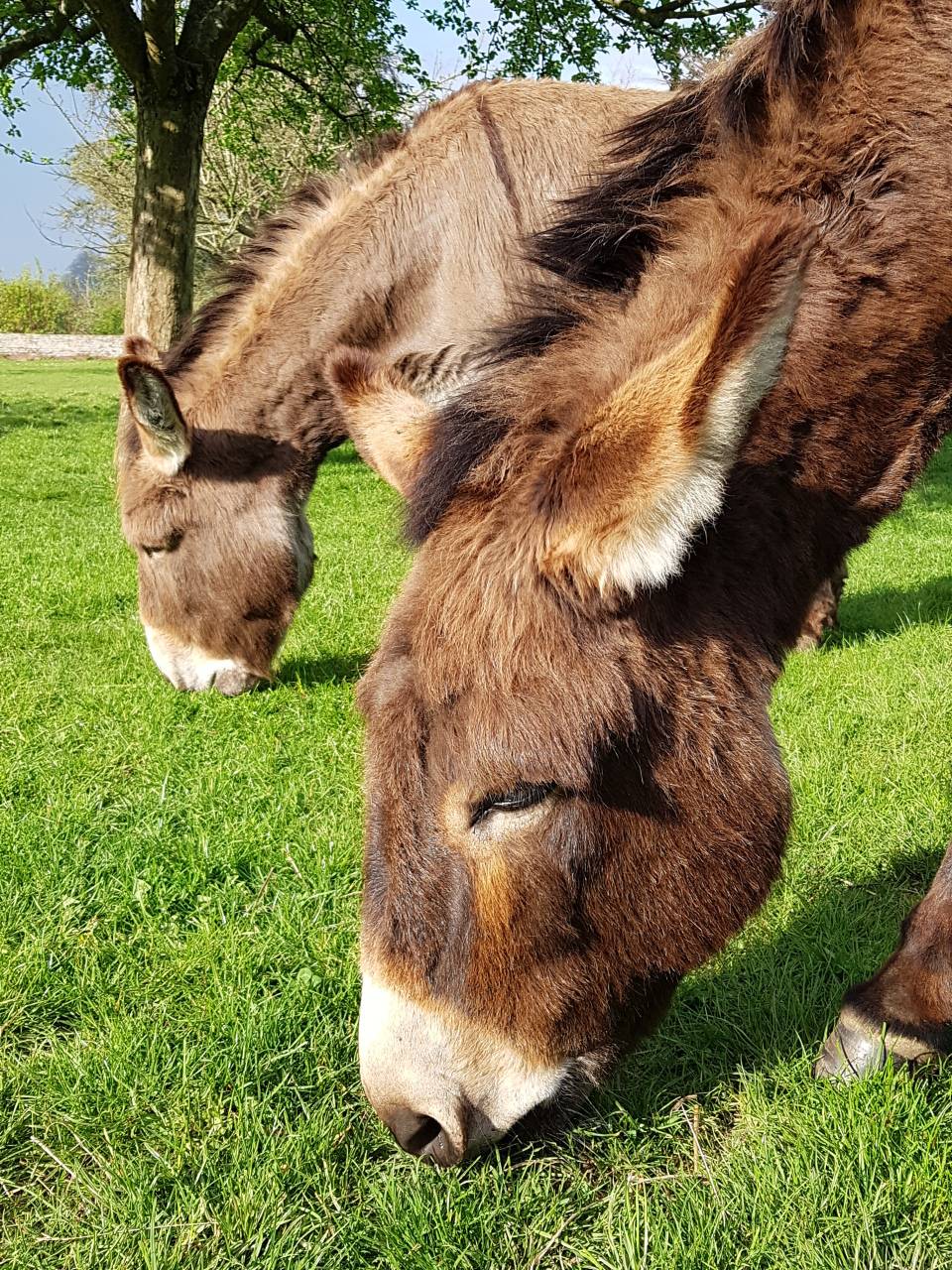 Deux &acirc;nes normands &agrave; vendre
