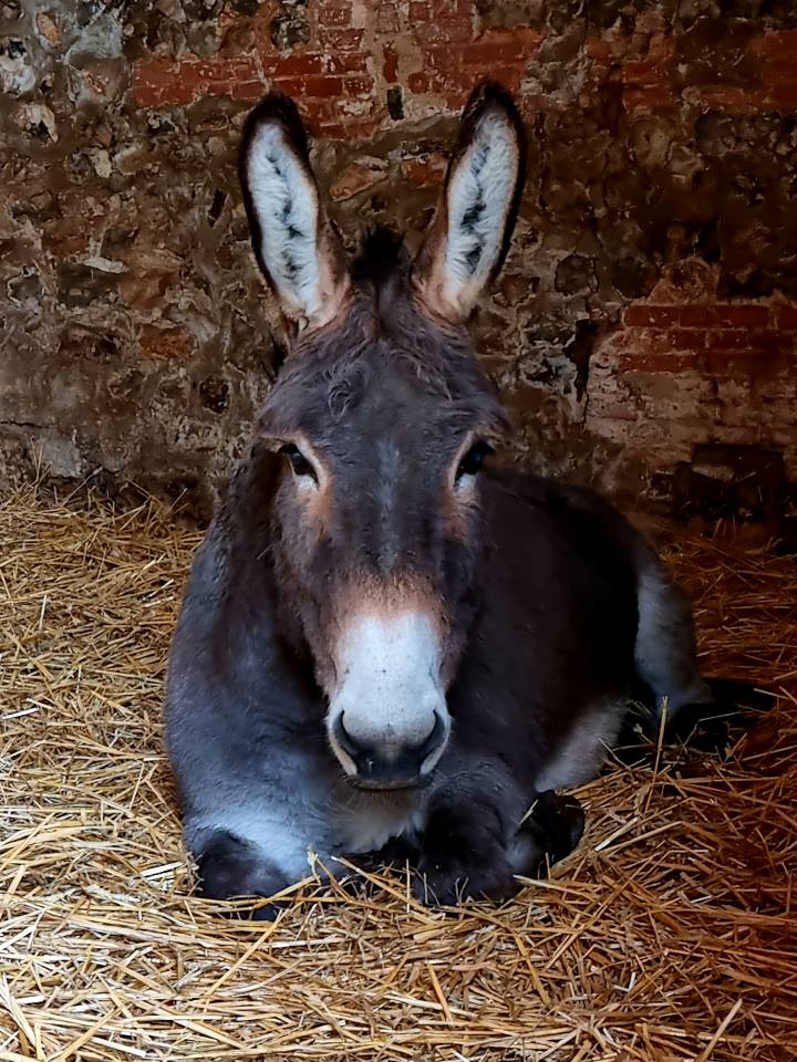 Deux &acirc;nes normands &agrave; vendre