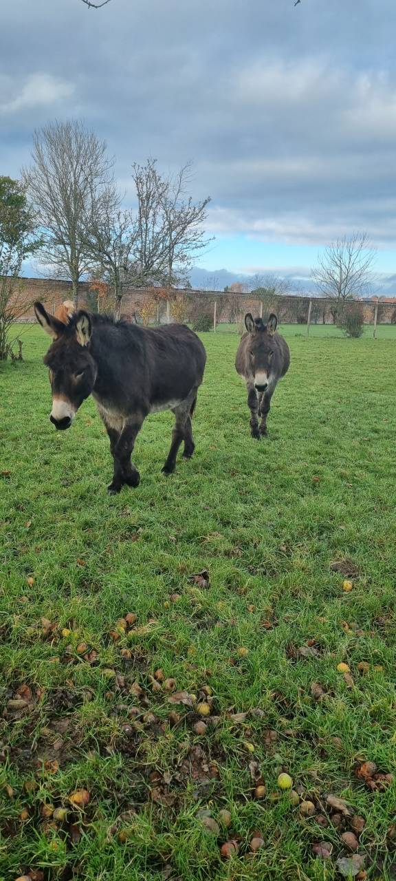 Deux &acirc;nes normands &agrave; vendre
