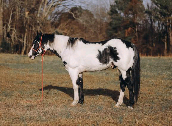 Bildh&uuml;bscher, eleganter Paint Horse Wallach