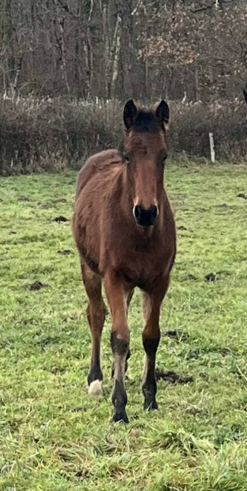 Poulain 2025 catchar mail x eyken des fontenis 