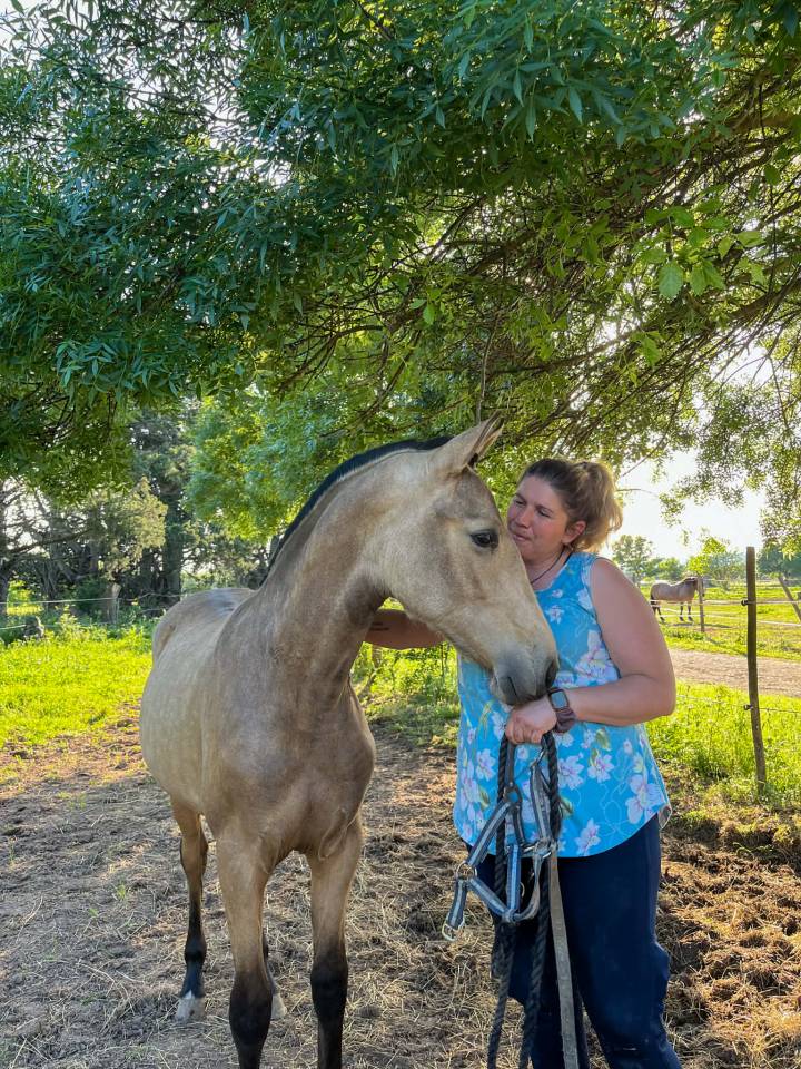 Jument de dressage - PRE- 2 ans - Dressage- France