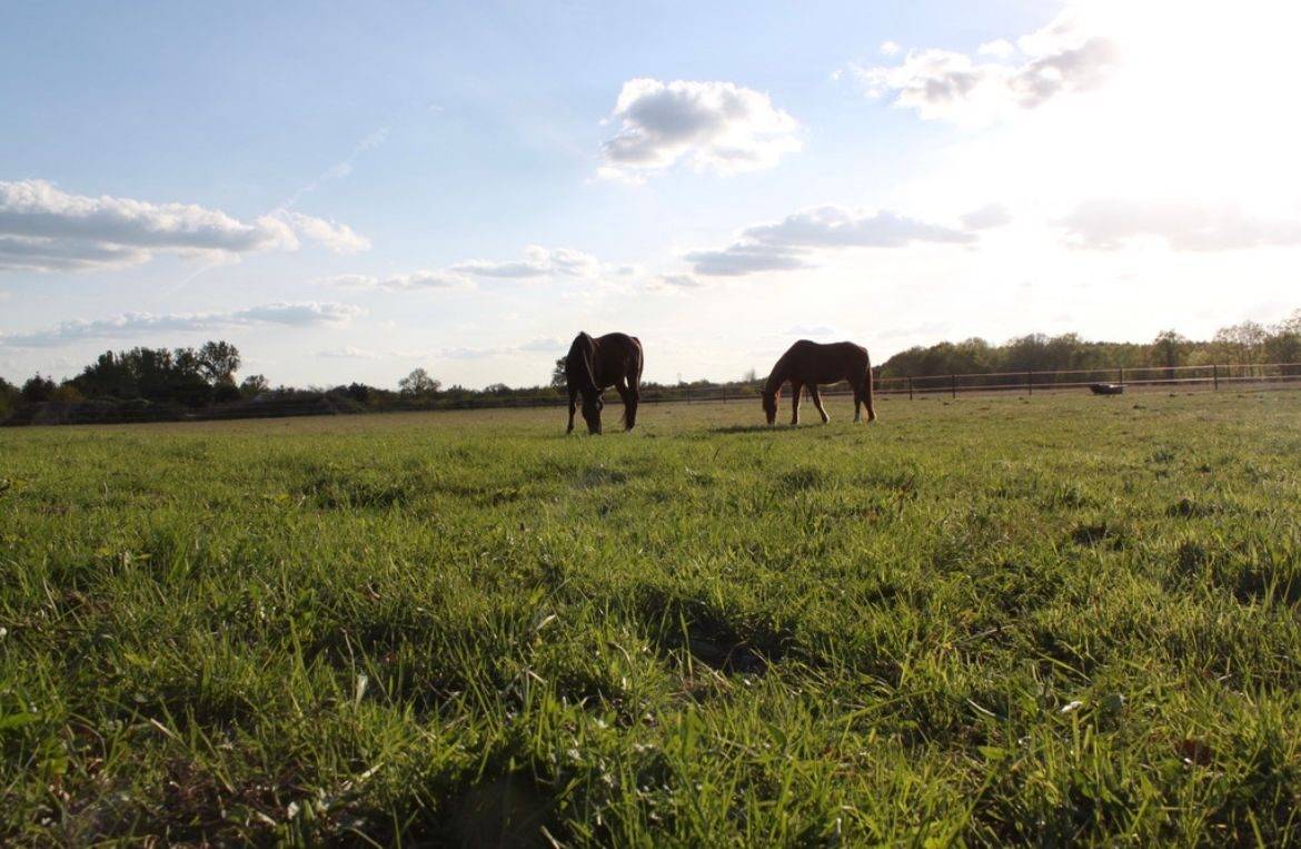 Ecurie de propri&eacute;taire sur 2 ha en Sologne