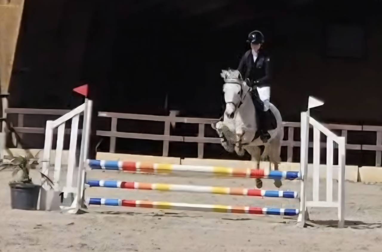 Poney Fran&ccedil;ais de Selle