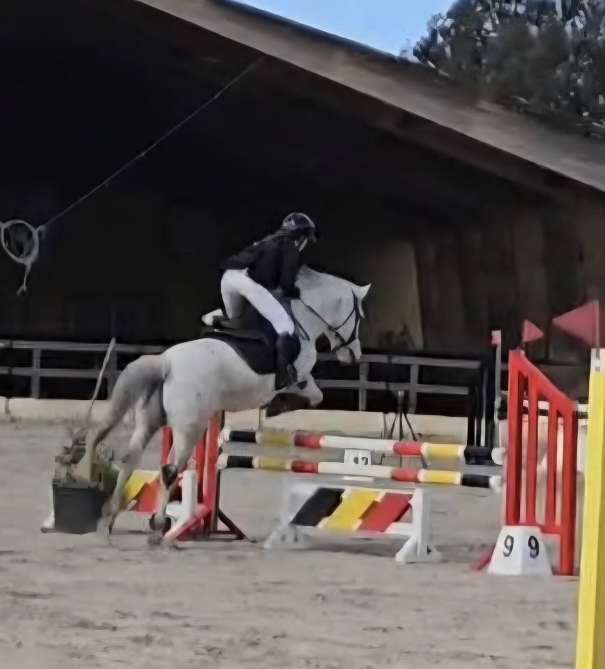 Poney Fran&ccedil;ais de Selle
