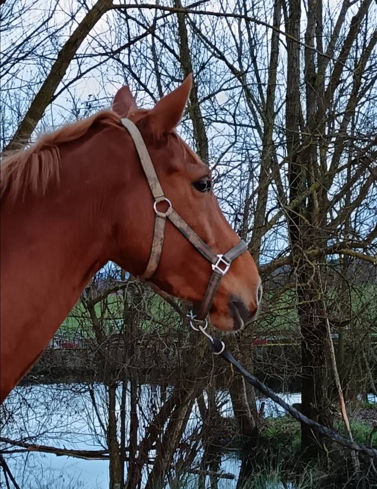 Ladiva de la combelle