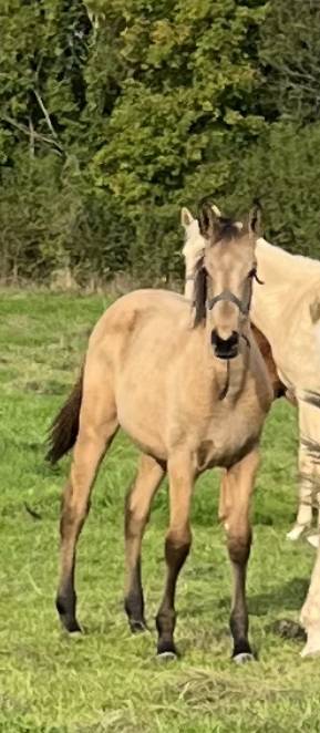 Pouliche SF 2025 isabelle