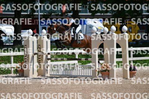 Jument sBs Cheval de Sport Belge A vendre 2014 Bai par PEPPERMILL