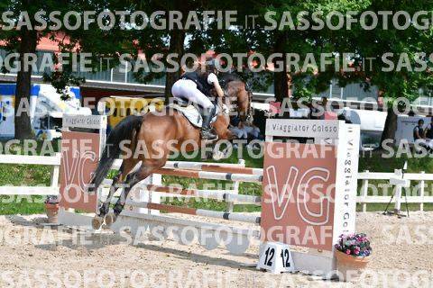 Jument sBs Cheval de Sport Belge A vendre 2014 Bai par PEPPERMILL