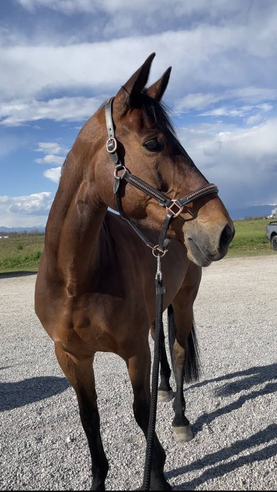 Jument sBs Cheval de Sport Belge A vendre 2014 Bai par PEPPERMILL