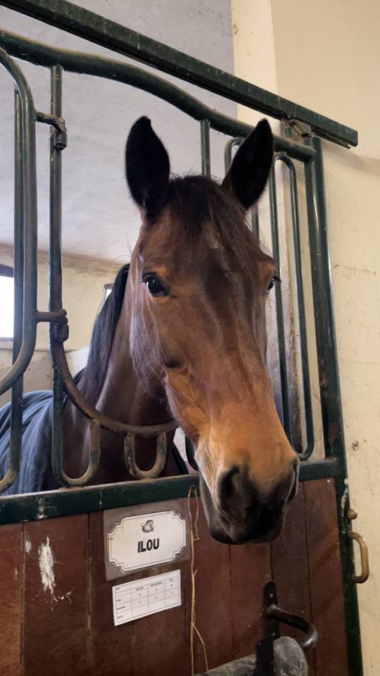 Jument sBs Cheval de Sport Belge A vendre 2014 Bai par PEPPERMILL