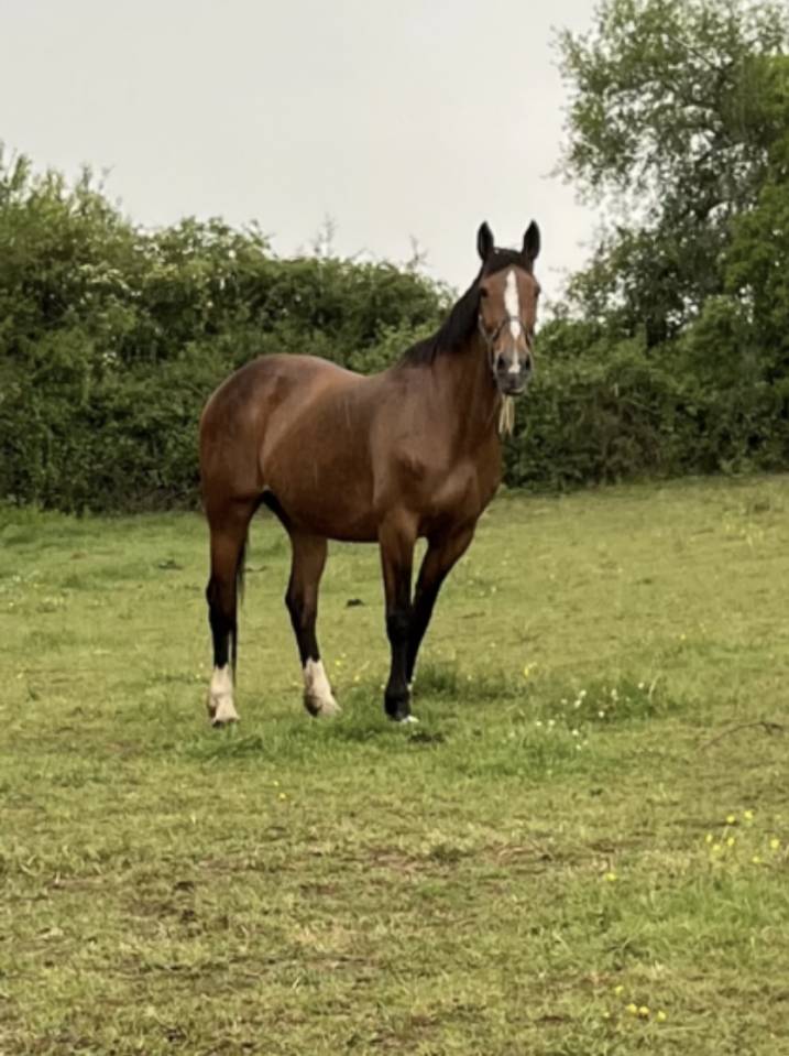 Jument sf o pleine par Quick star 