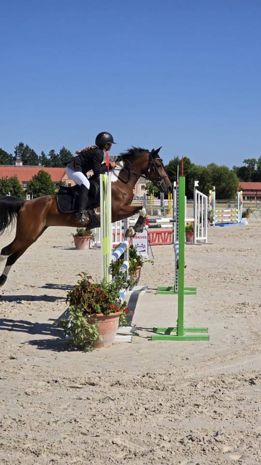 Jument 11 ans loisirs ou cso