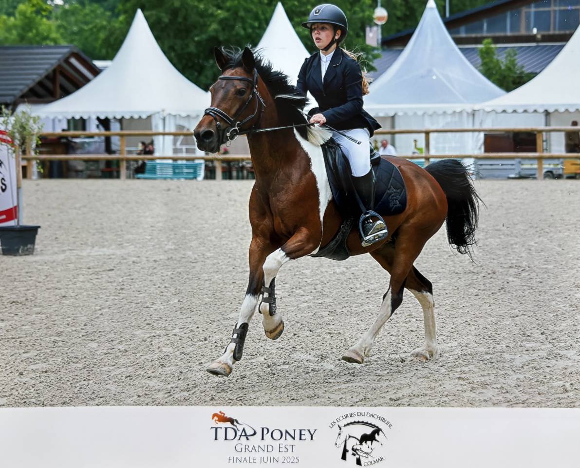 Jument 11 ans loisirs ou cso