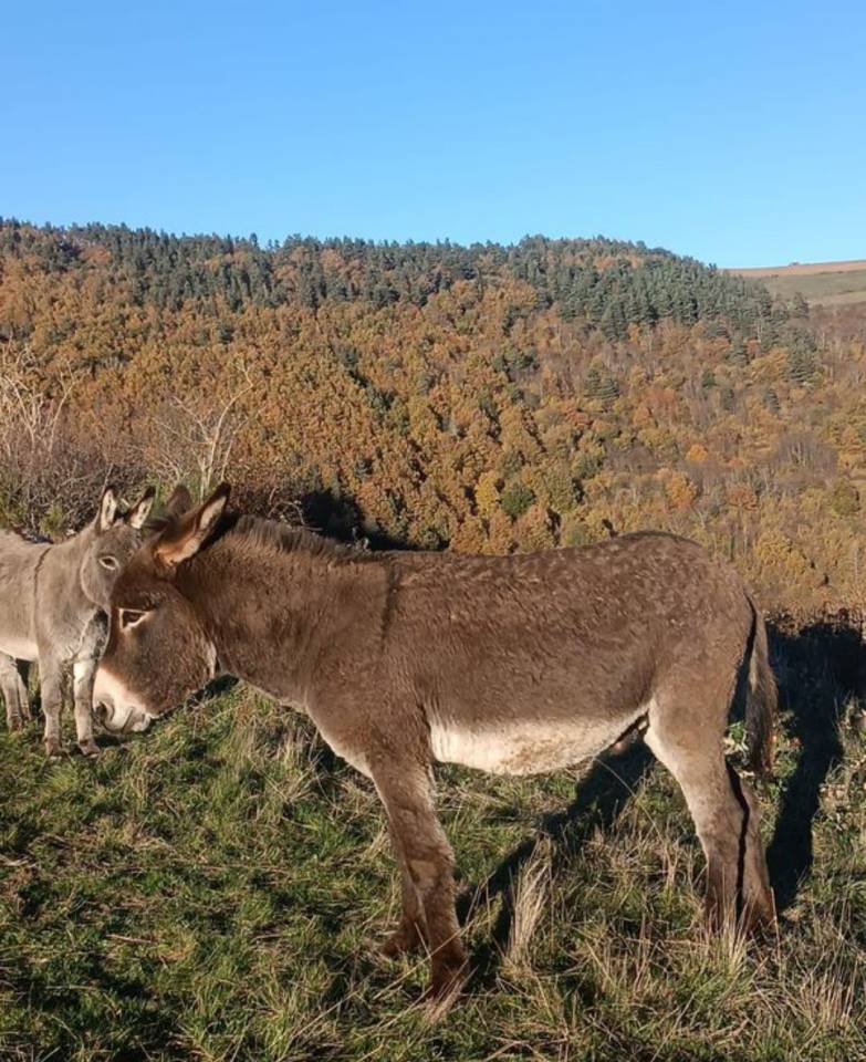 Loki - &acirc;ne commun 