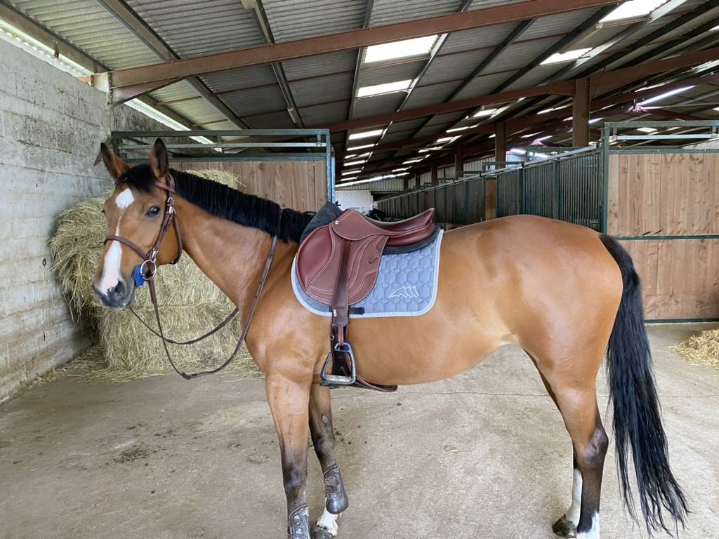 Jument 12 ans - Gp 130 / Amateur &Eacute;lite 