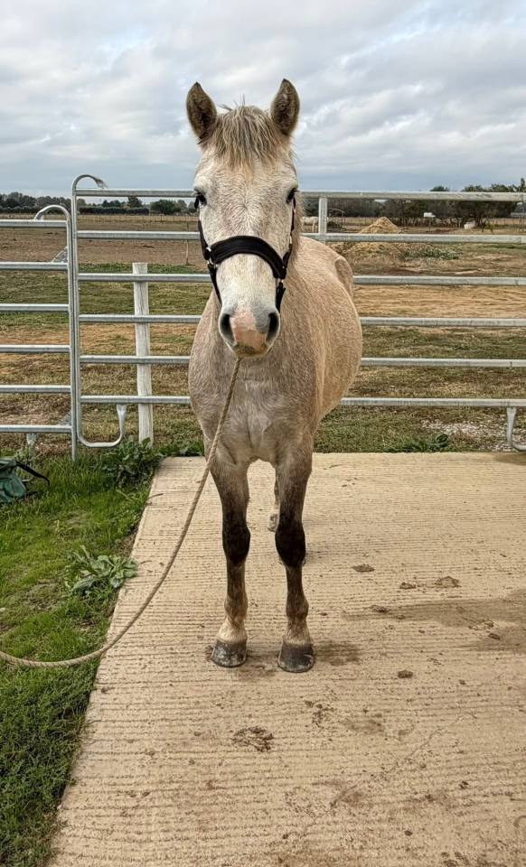 Disponible &agrave; la vente hongre, Camargue 2023 
