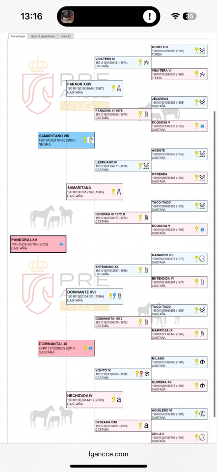 Jument PRE plein papier 