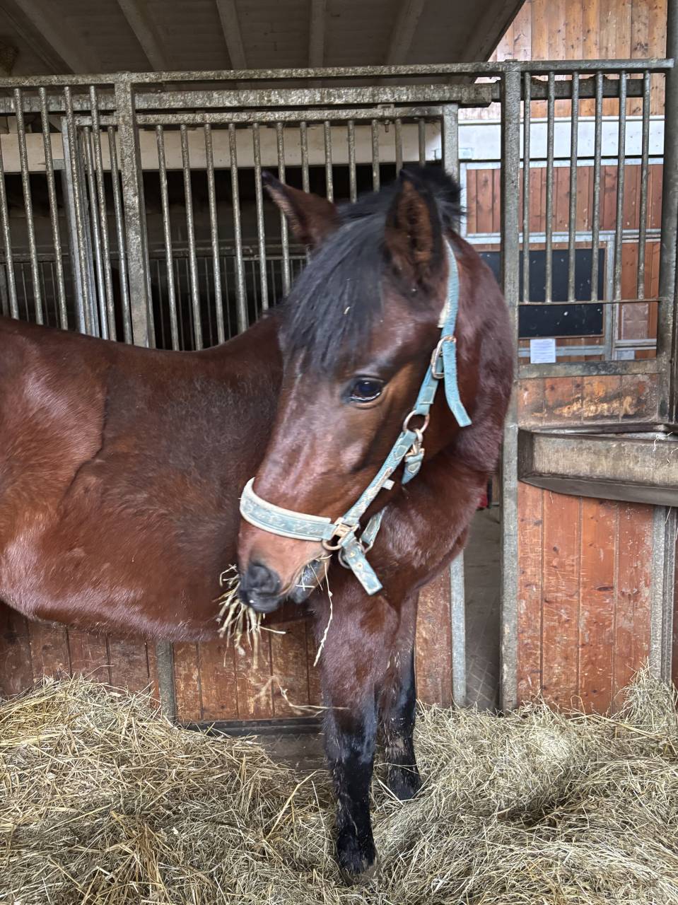 Jument PRE plein papier 