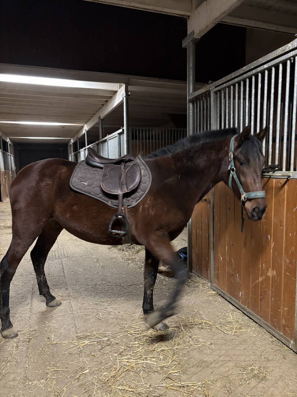 Jument PRE plein papier 