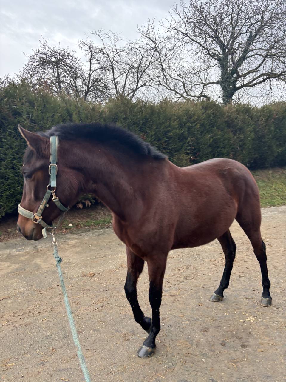 Jument PRE plein papier 