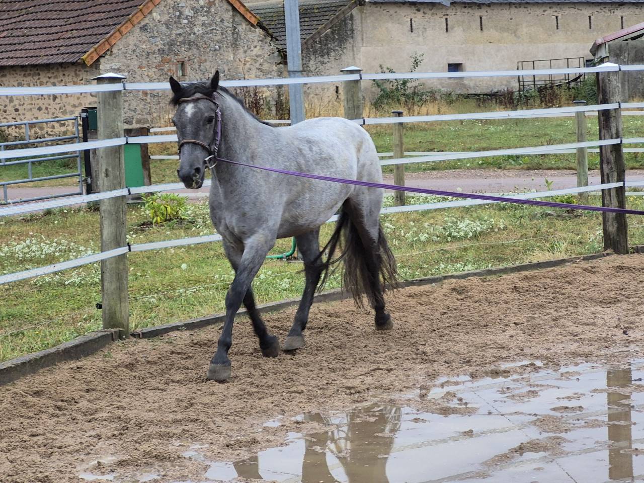 Hongre 144cm connemara prend 4ans