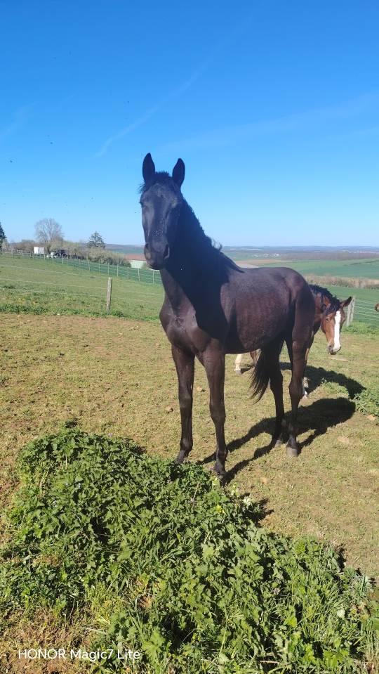 Jolie et grande pouliche noire sbs