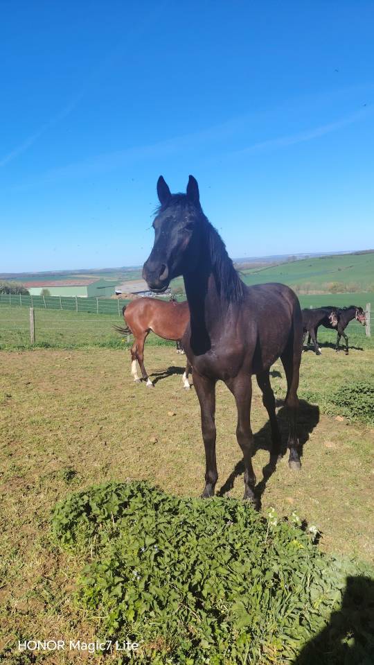 Jolie et grande pouliche noire sbs
