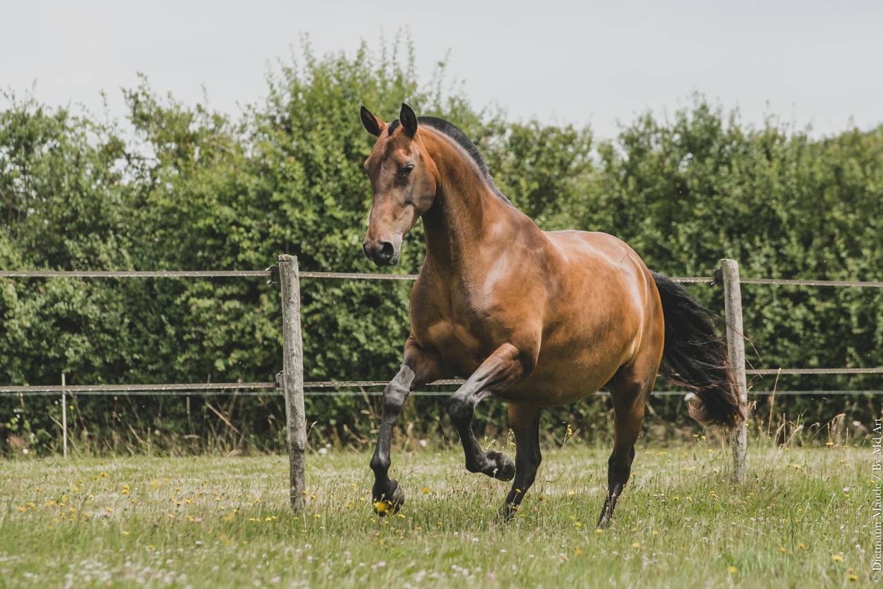 JUMENT POULINIERE LUSITANIENNE