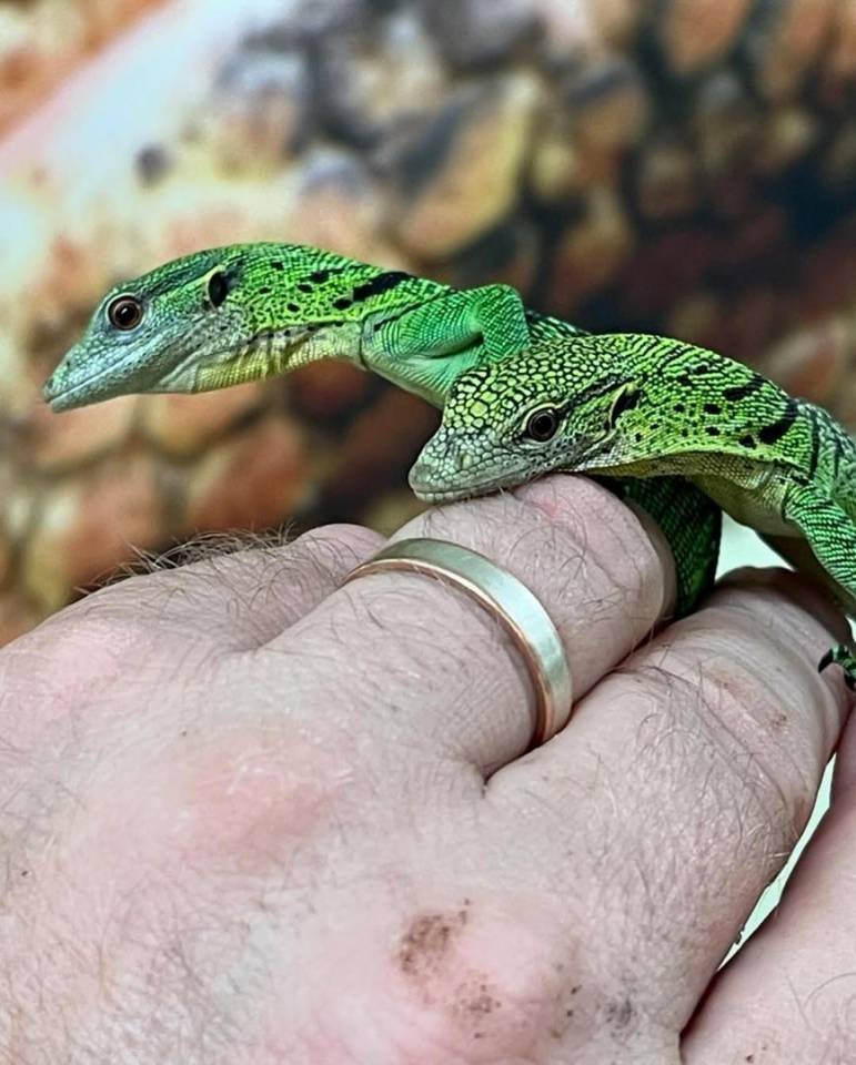 Varan vert &agrave; vendre 