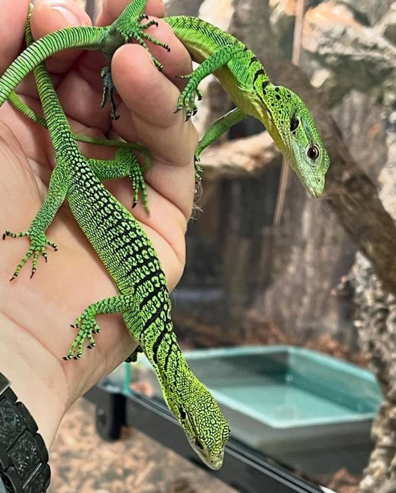 Varan vert &agrave; vendre 
