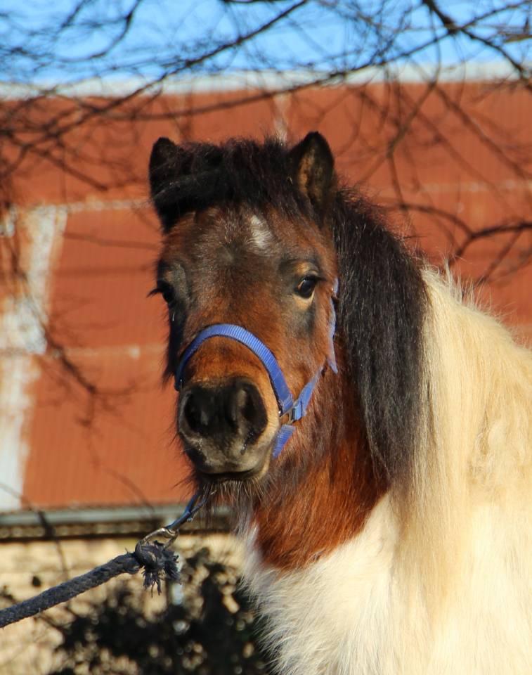Olabelle de l'Oublan, ponette pie baie