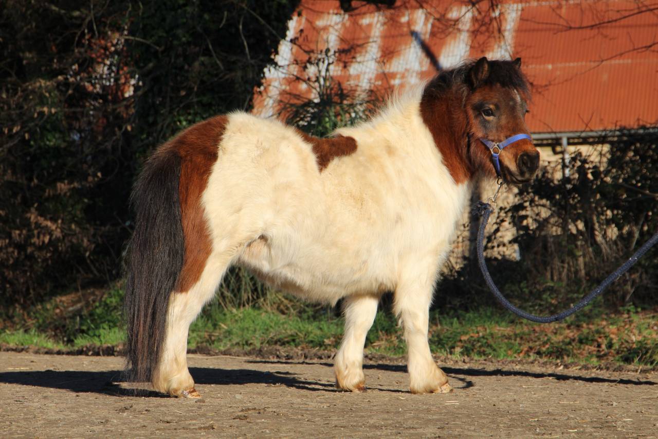 Olabelle de l'Oublan, ponette pie baie