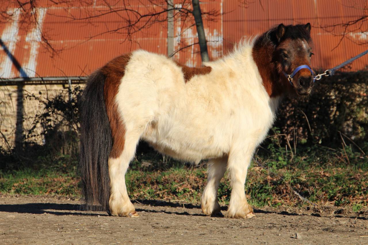 Olabelle de l'Oublan, ponette pie baie
