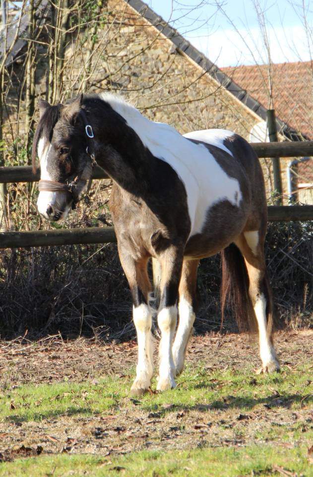 Nesquick Ess, hongre pie isabelle taille C