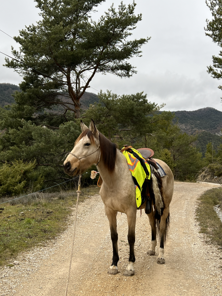 Jument 5 ans, sensible et communicative